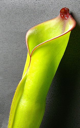 Heliamphora purpurascens